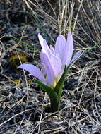 Image of Colchicum bulbocodium Ker Gawl.