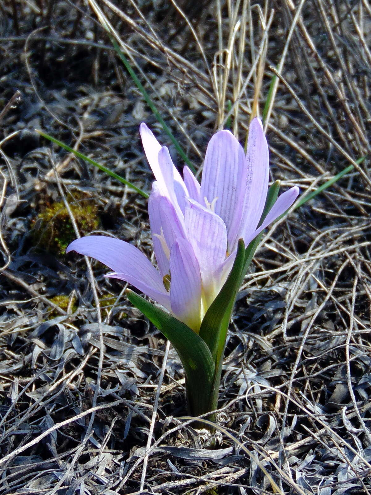 Image of Colchicum bulbocodium Ker Gawl.