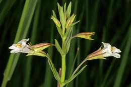 Imagem de Mimulus gracilis R. Br.