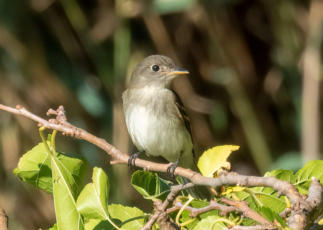 Image of Alder Flycatcher