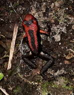 Image of Cauca Poison Frog