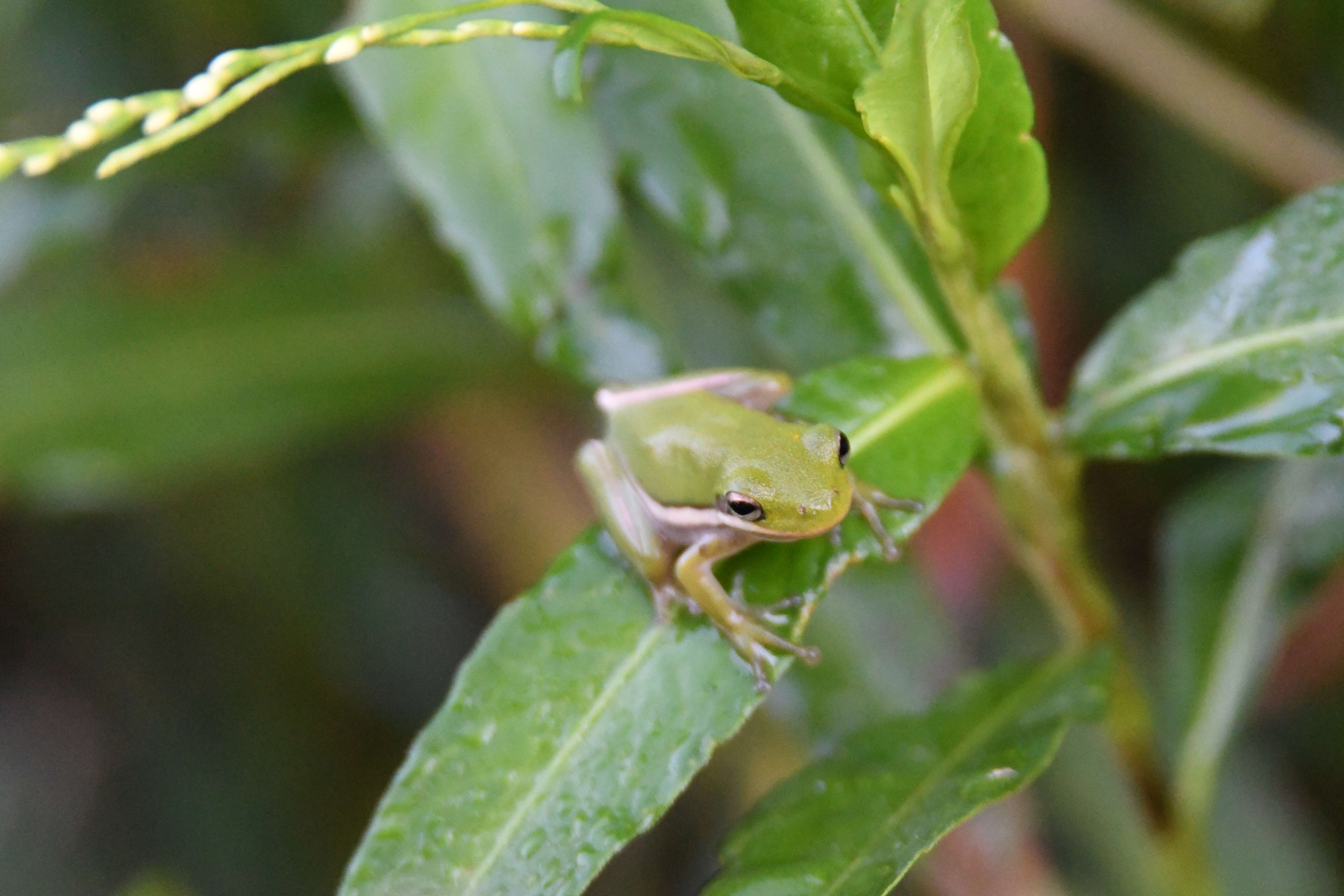 Image of American Green Treefrog