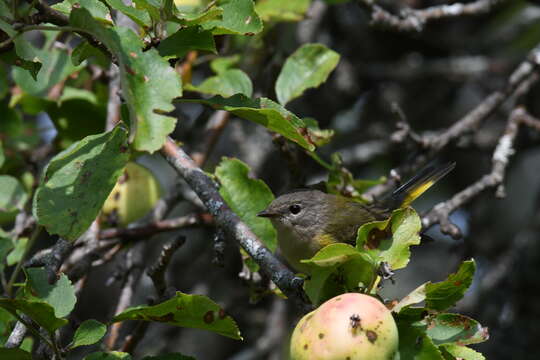 Image of American Redstart