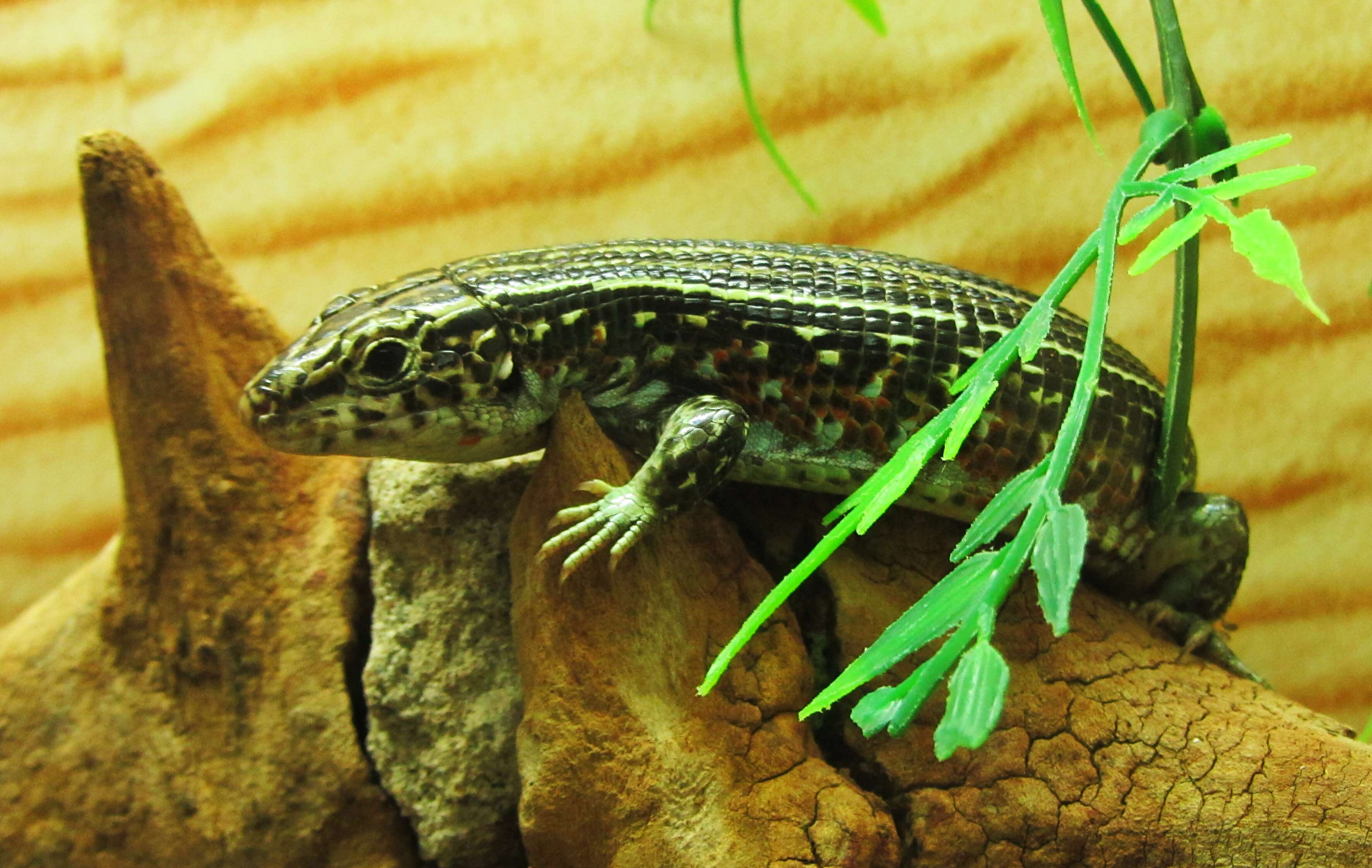 Image of Ornate Girdled Lizard