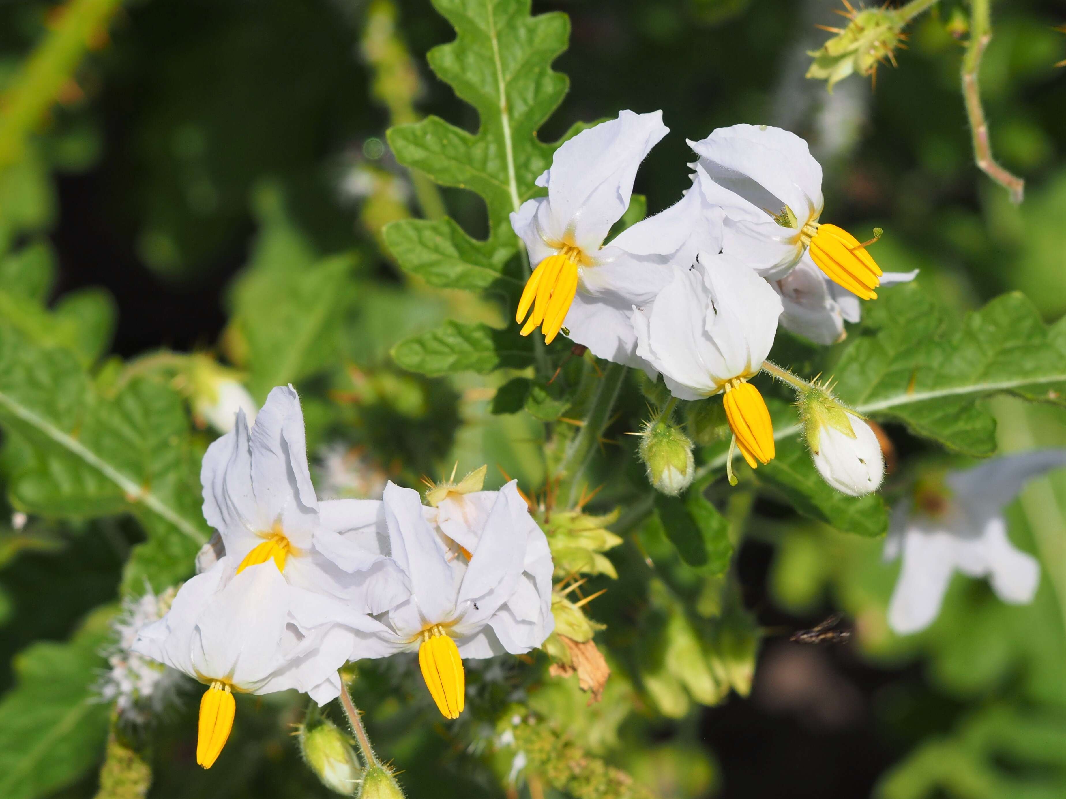 Plancia ëd Solanum sisymbriifolium Lam.