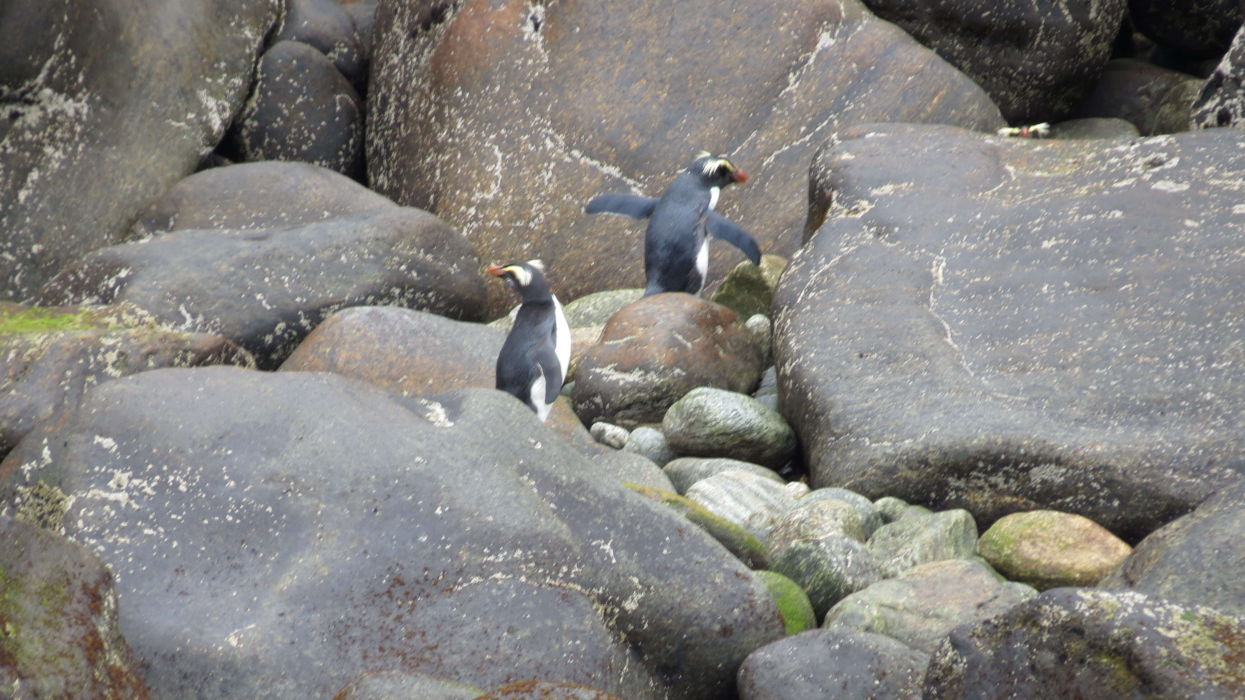 Image of Fiordland Crested Penguin