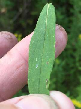 Imagem de Solidago altissima L.