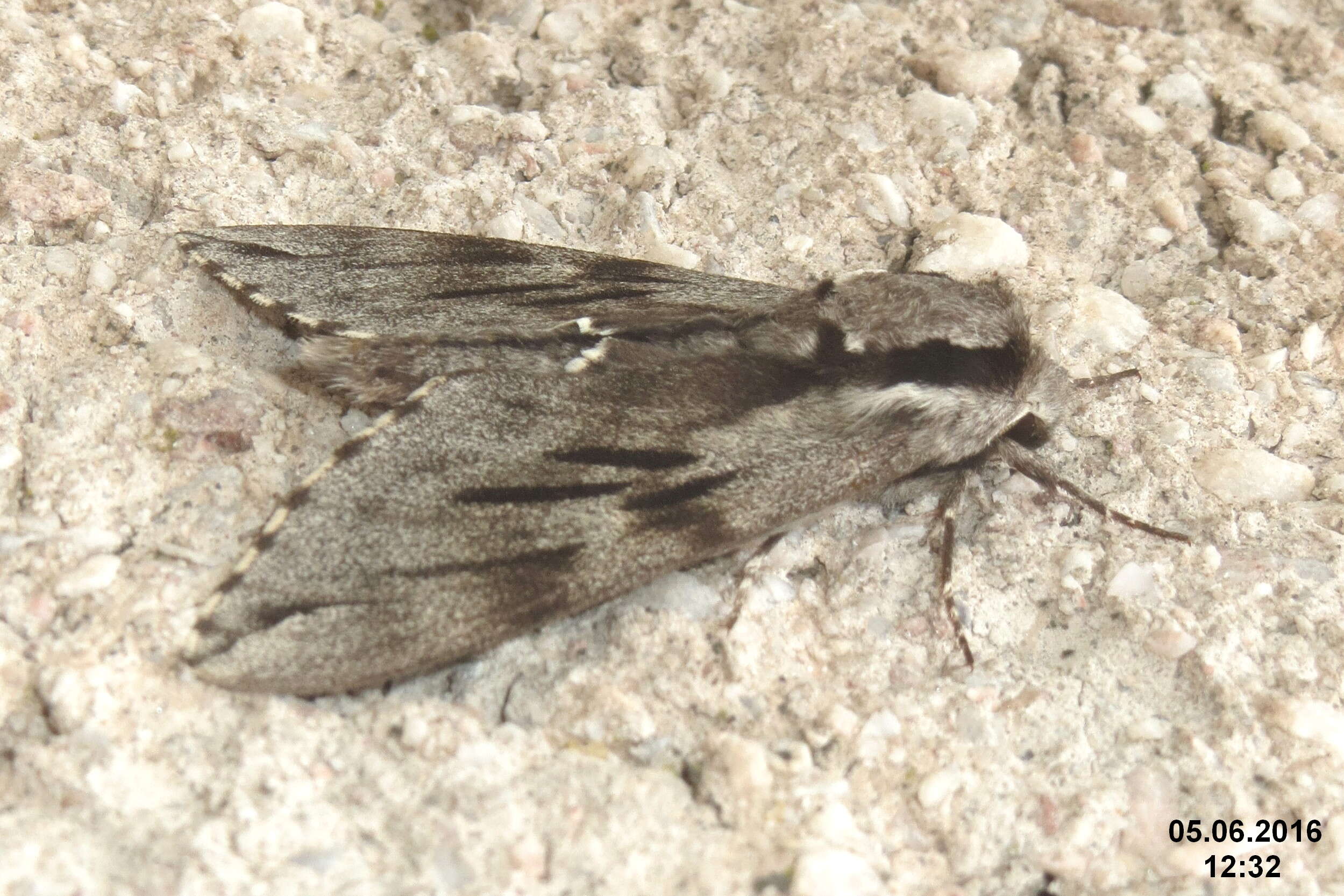 Image of convolvulus hawk moth