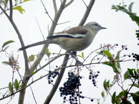 Image of White-banded Mockingbird