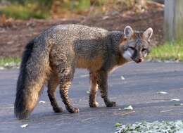 Image of Grey Foxes