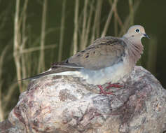 Image of American Mourning Dove