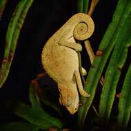 Image of Black-headed Dwarf Chameleon