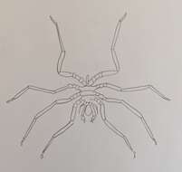 Image of Sea-spider