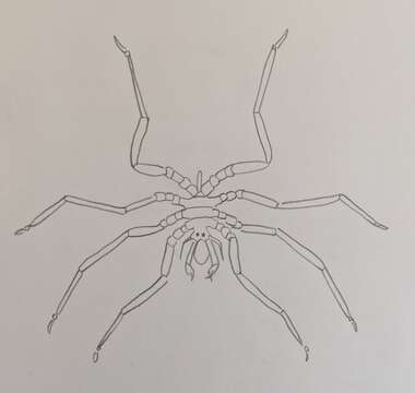 Image of Sea-spider