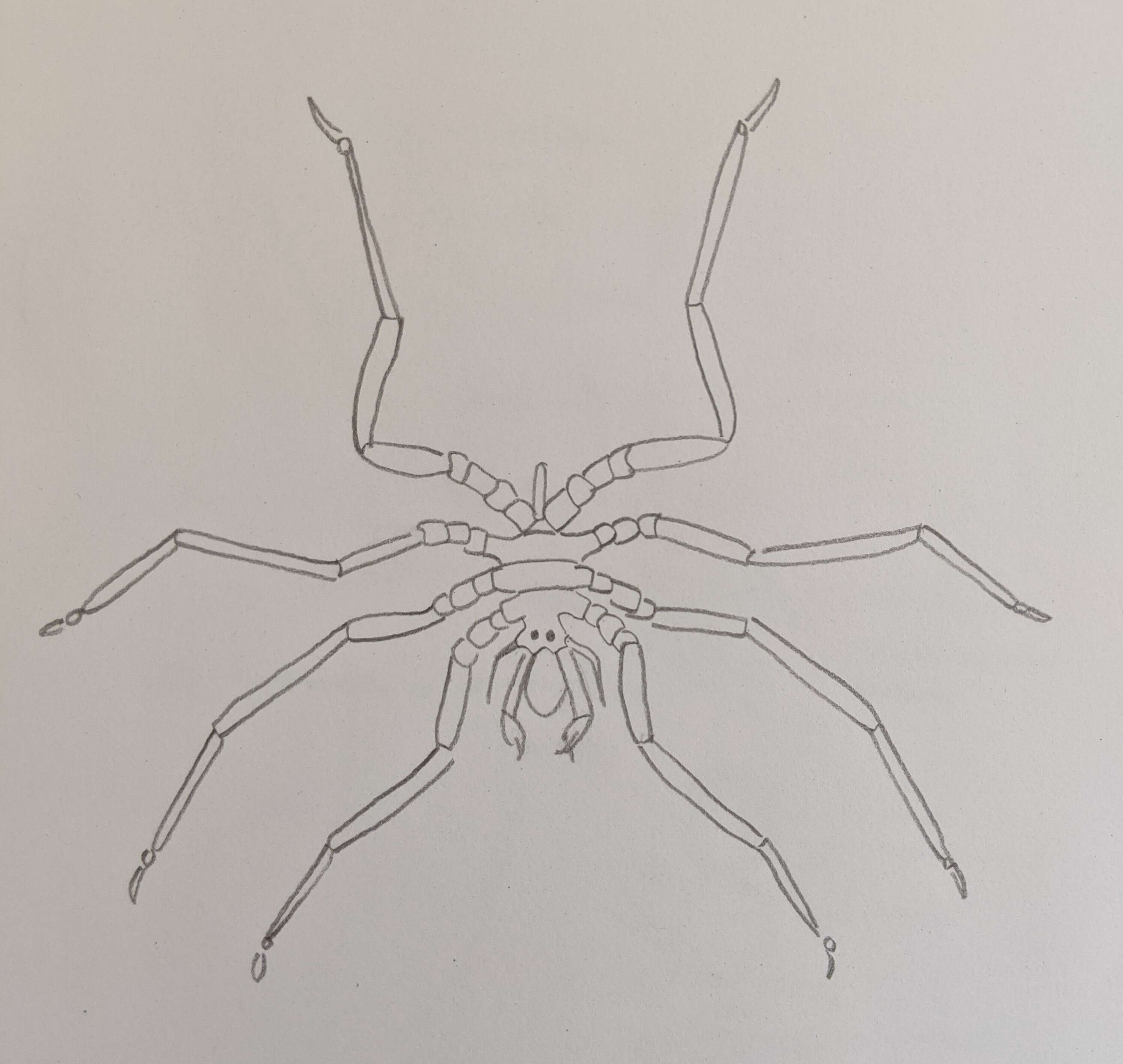 Image of Sea-spider