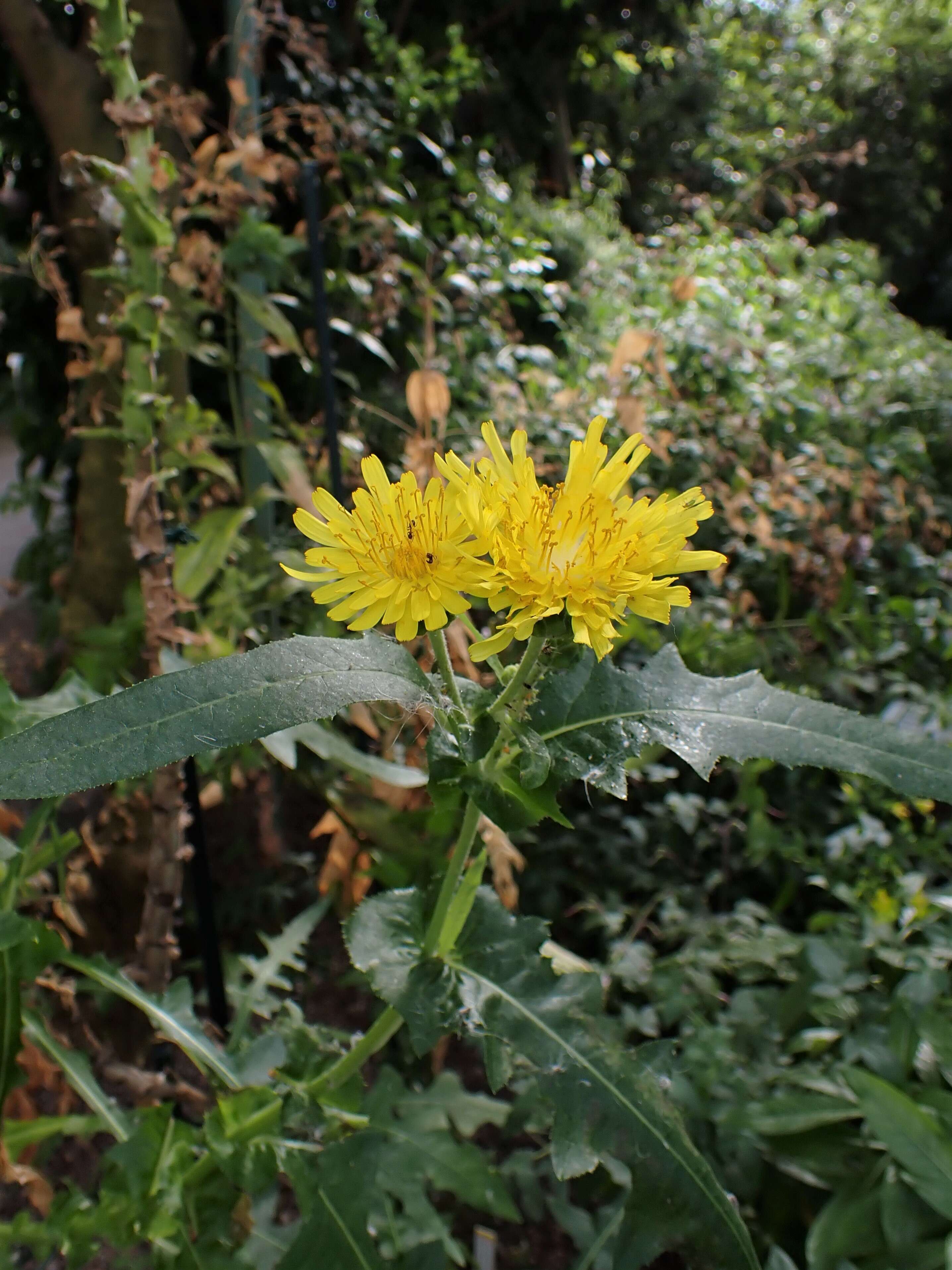 صورة Sonchus congestus Willd.