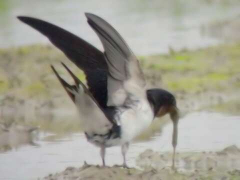 Image of Hirundo Linnaeus 1758