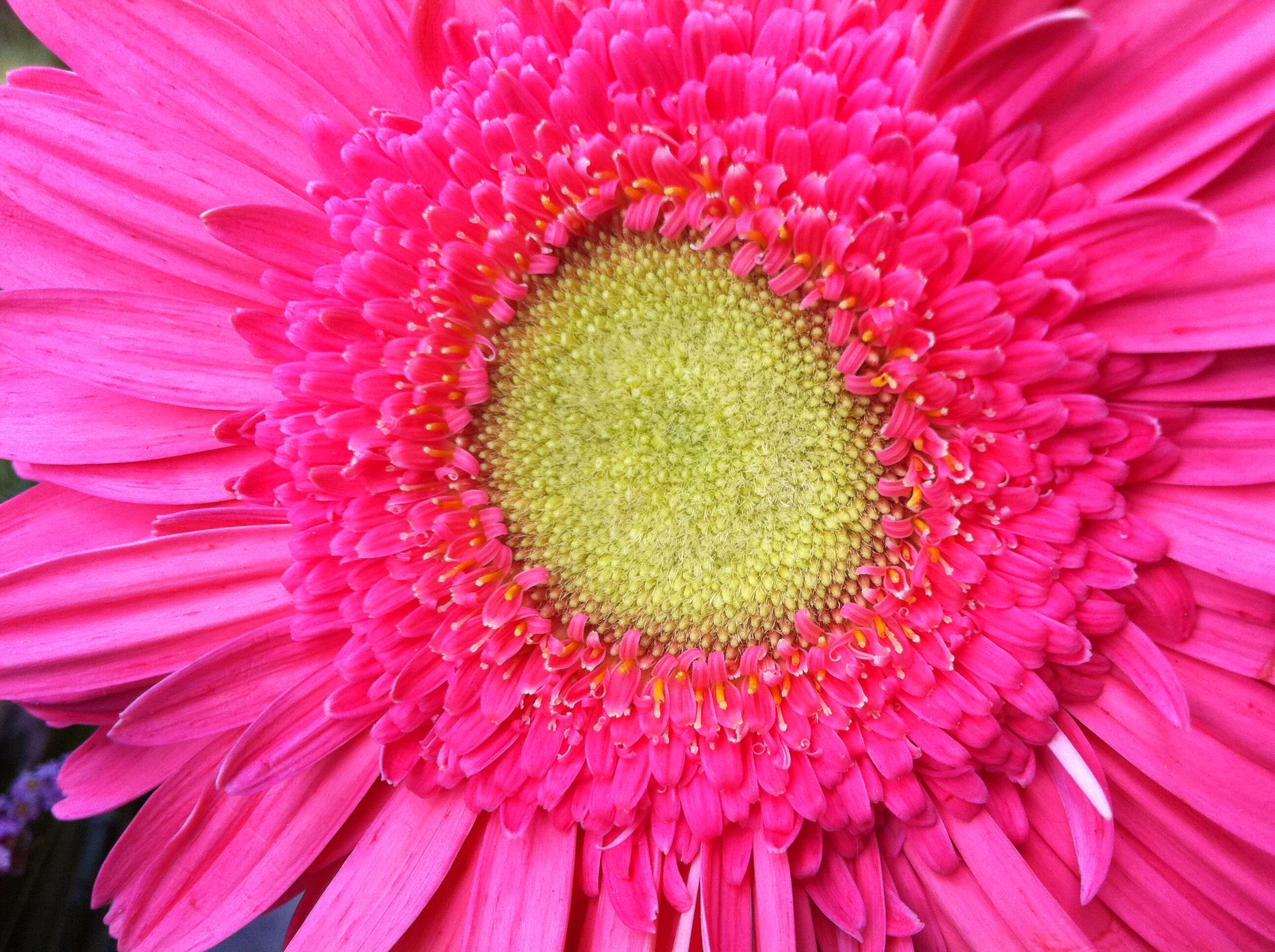 Image of Barberton daisy