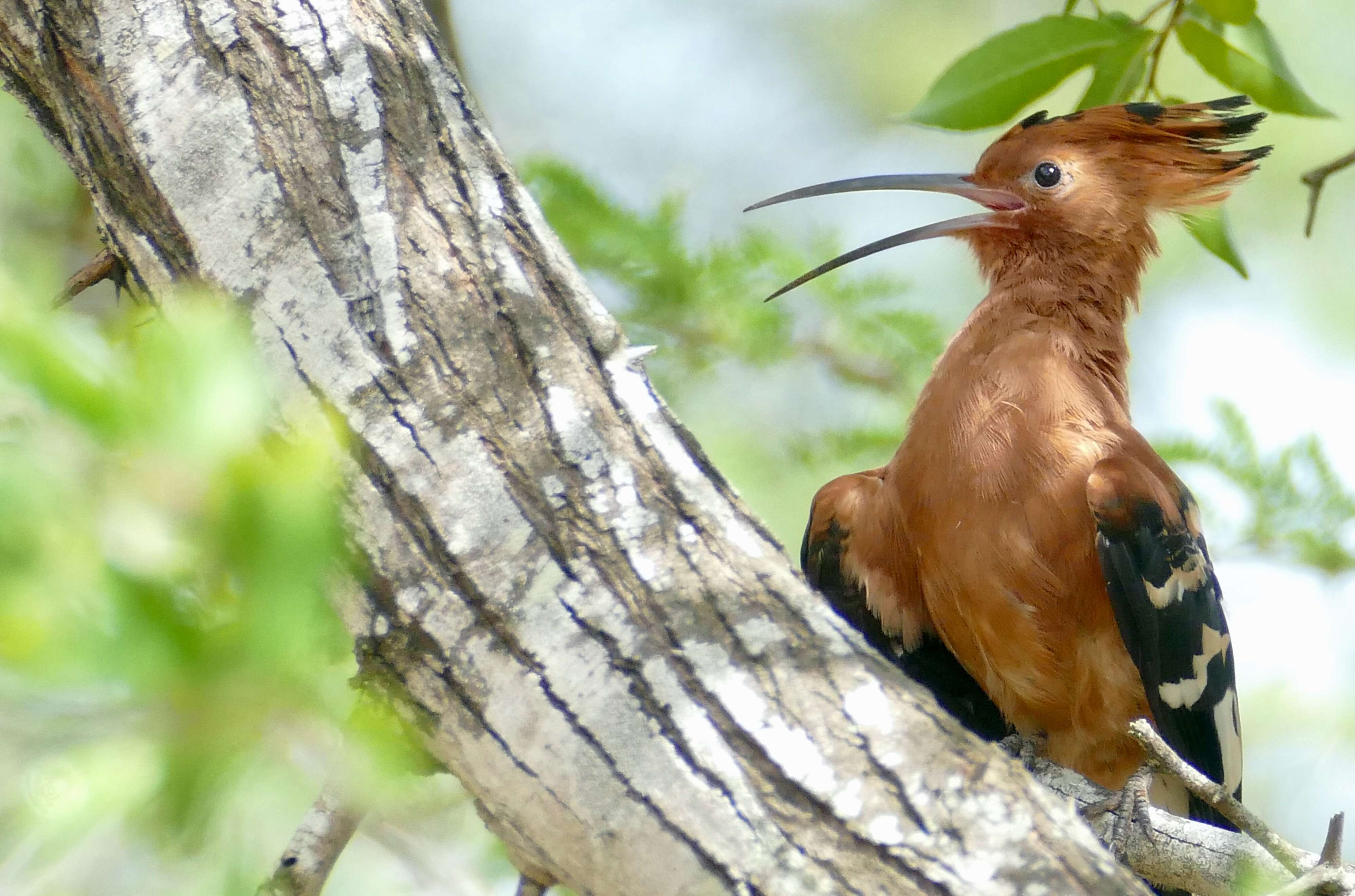 Image of African Hoopoe