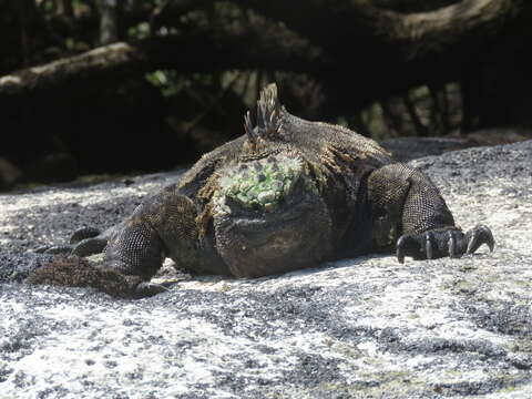 Image of marine iguana