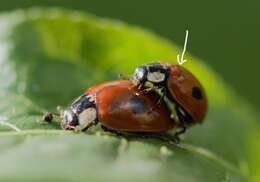 Image of twospotted lady beetle