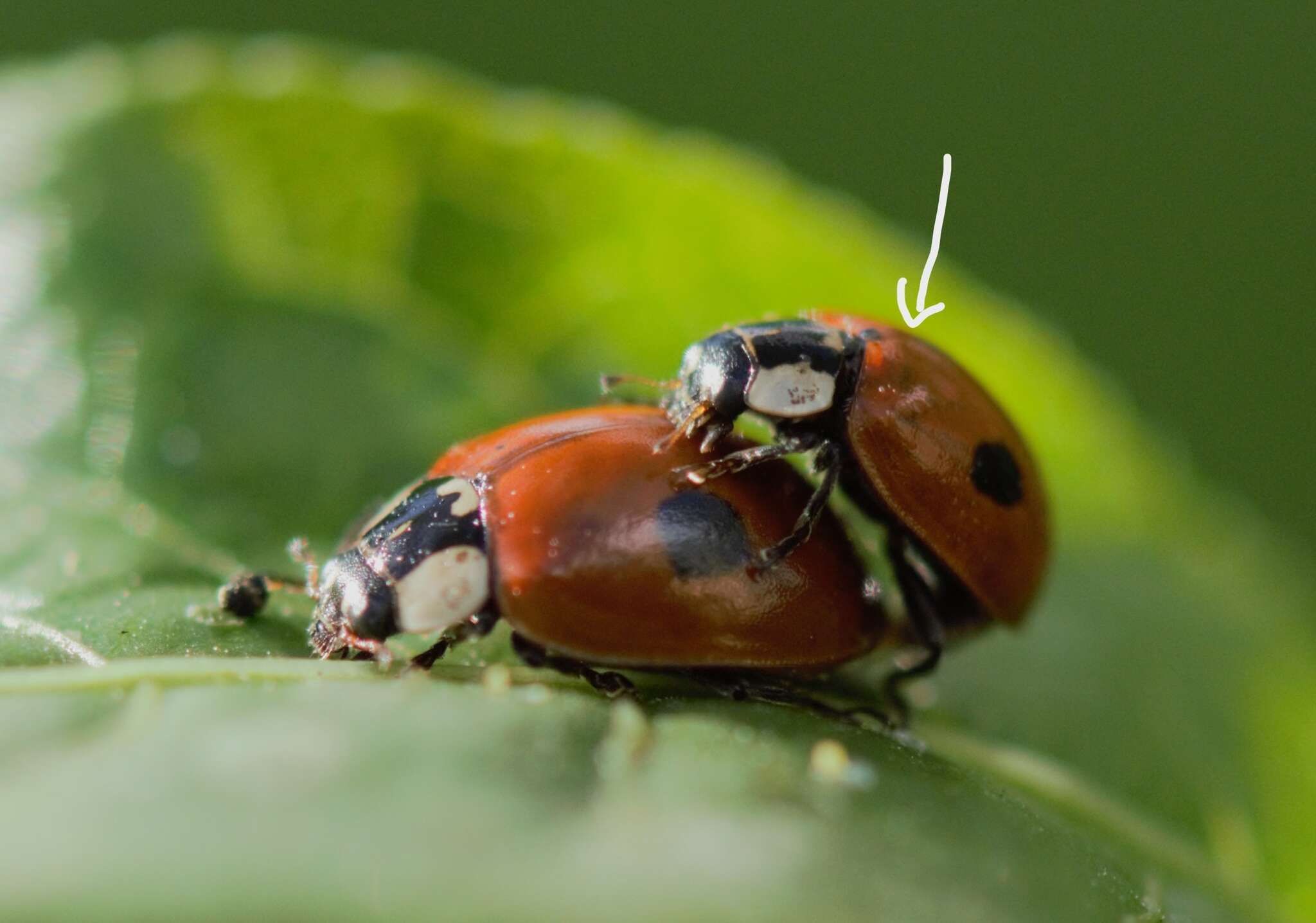 Image of twospotted lady beetle