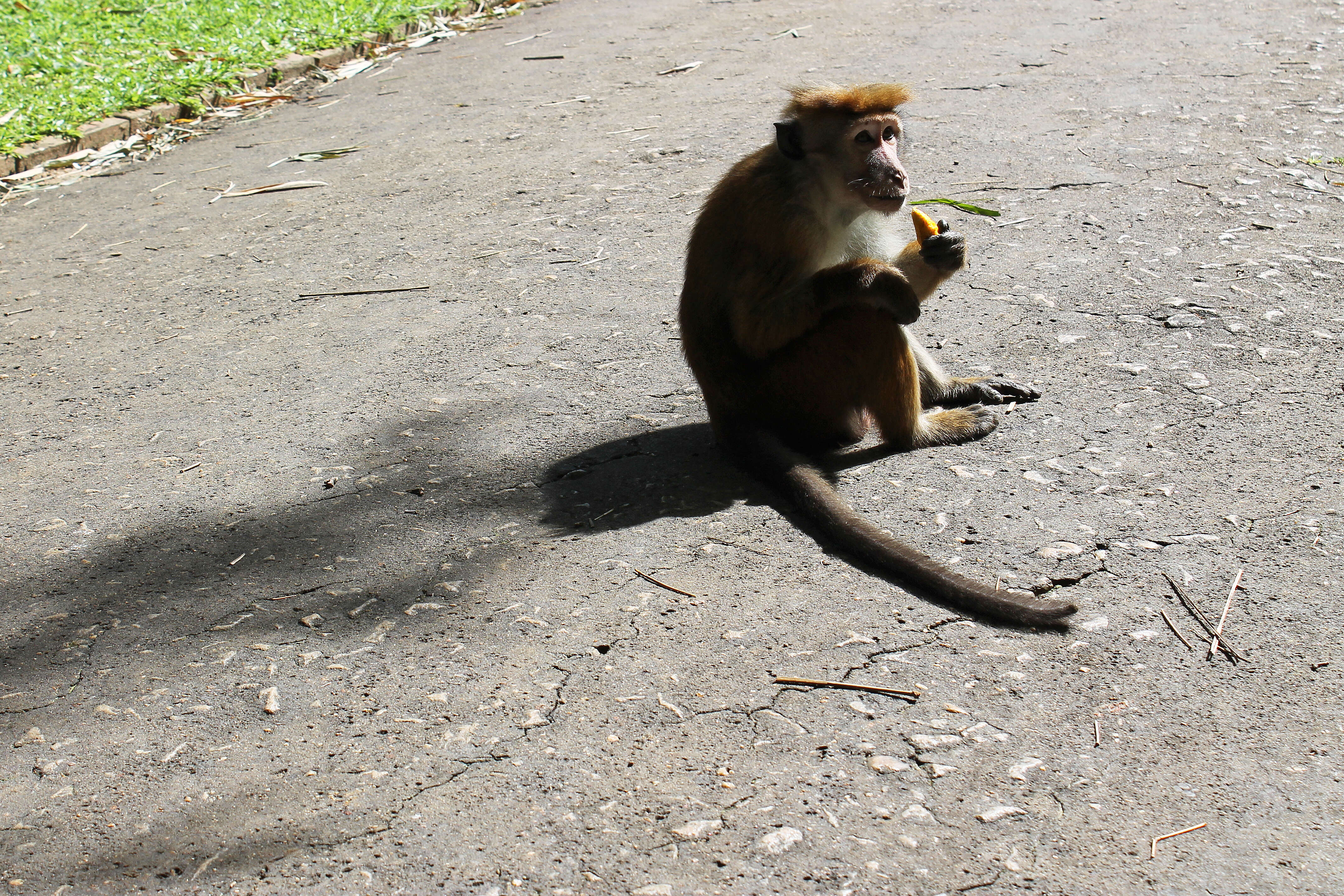 Image of Toque macaque