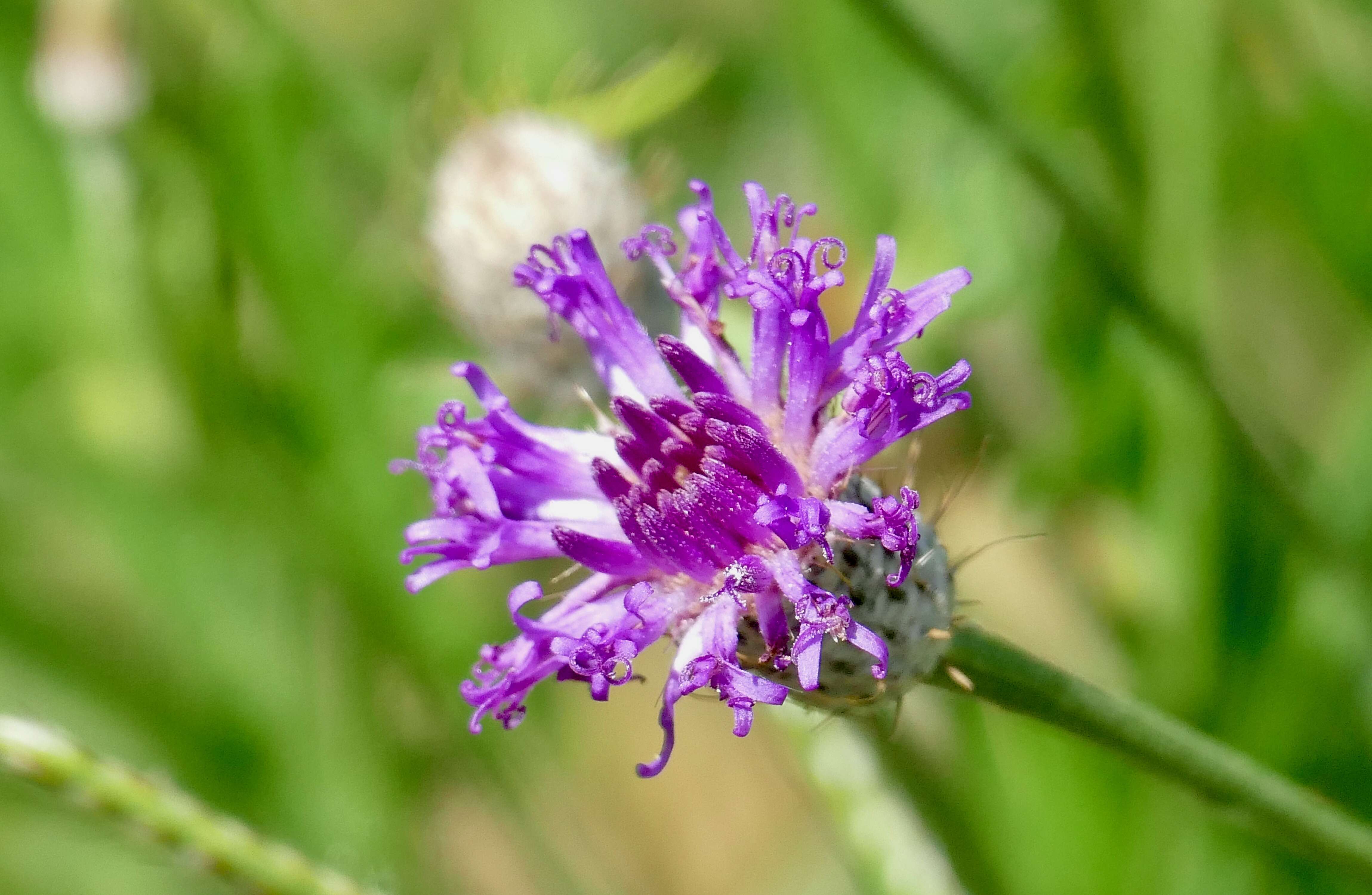 Image of Polydora Bosc 1802