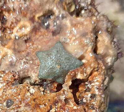 Image of cushion star