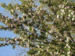 Image of Malus × zumi