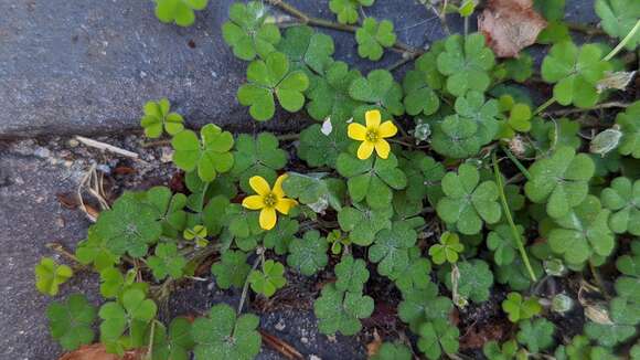 Image of creeping woodsorrel