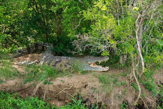 Image of Nile crocodile