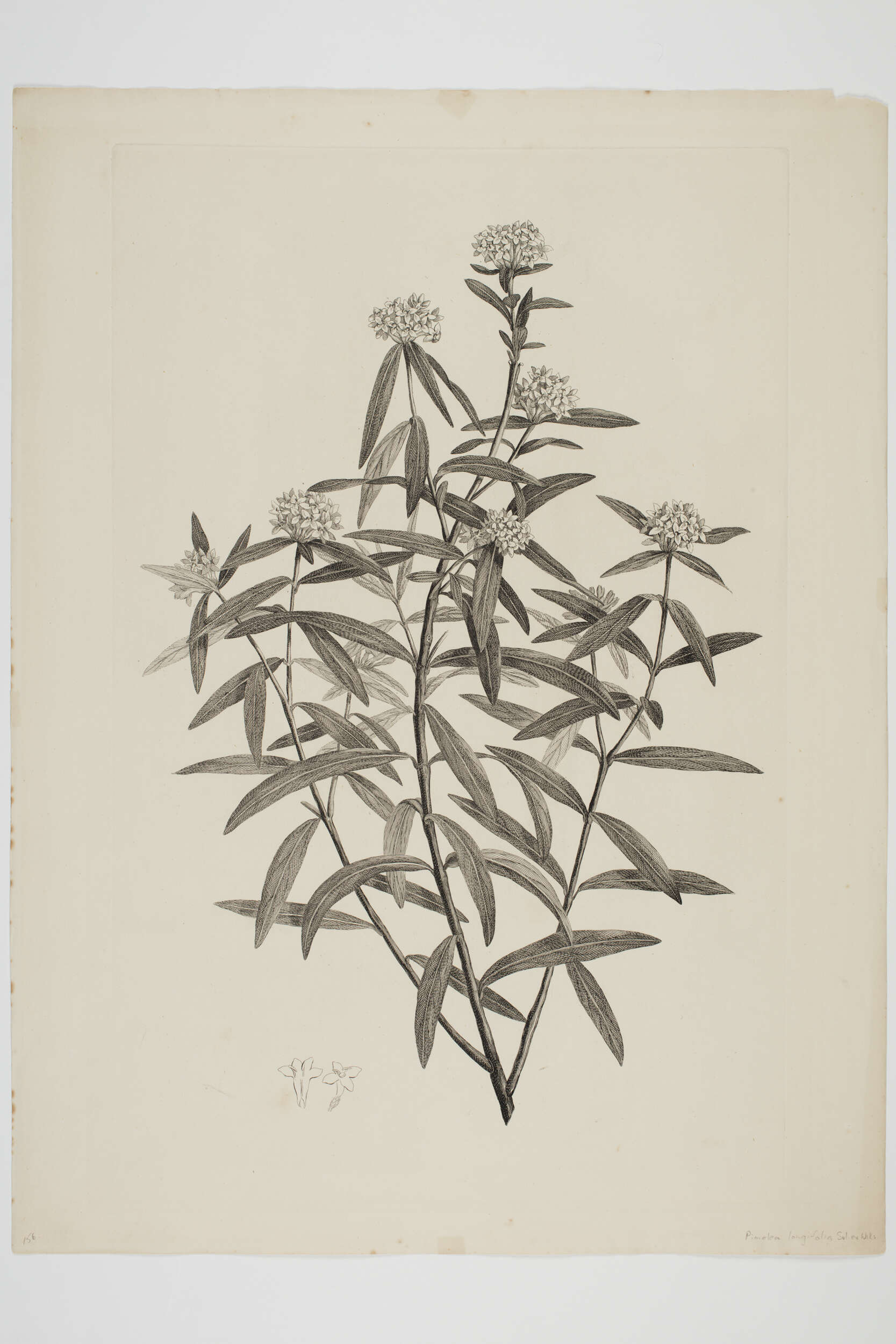 Image of long-leaved pimelea