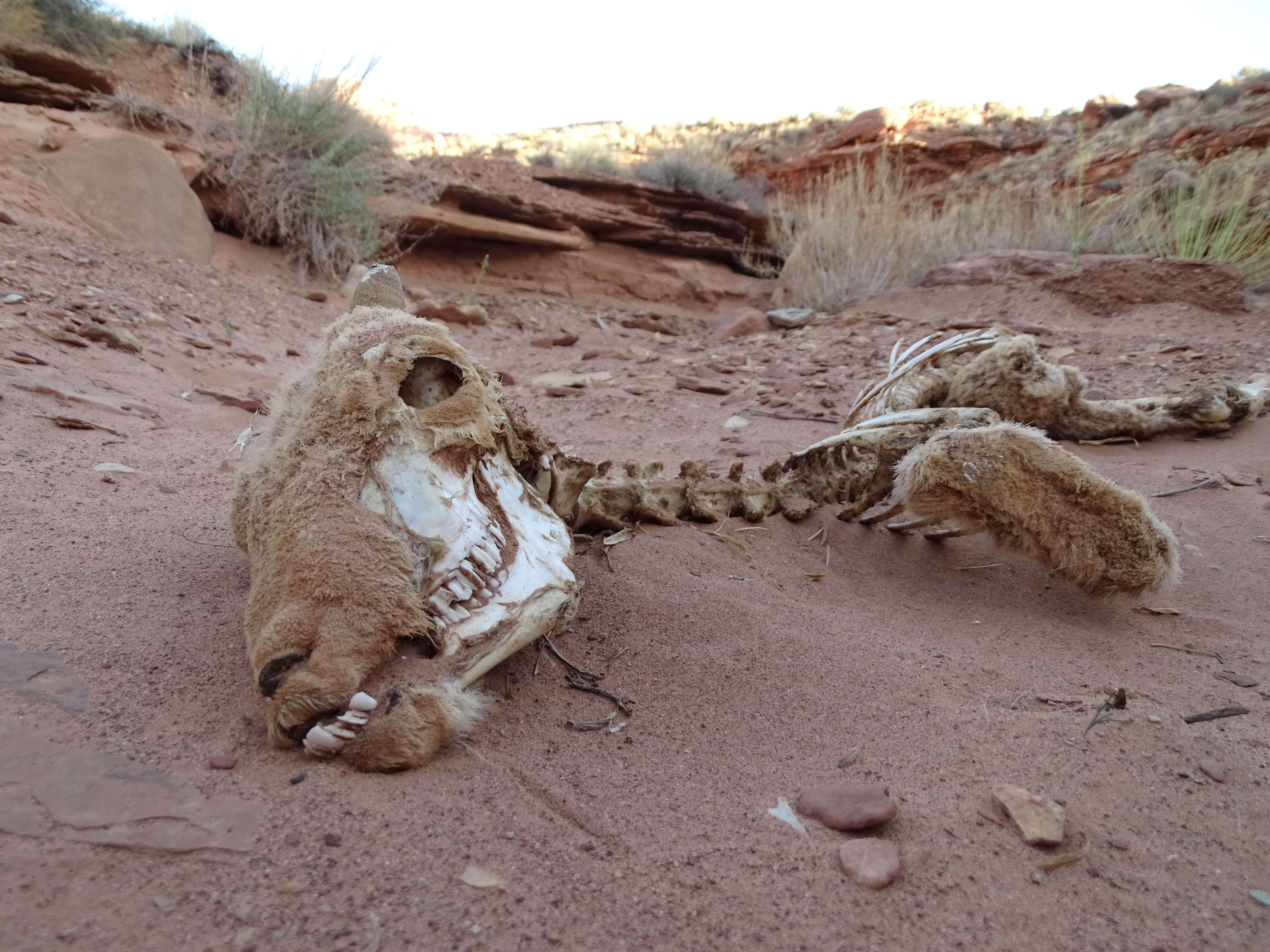 Image of bighorn sheep