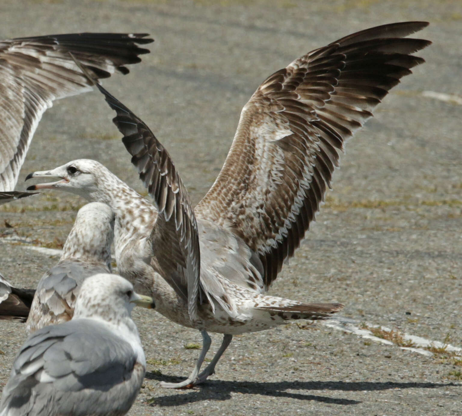 Image of California Gull