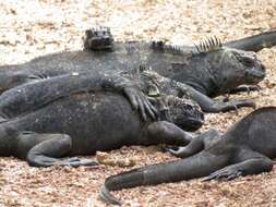 Image of marine iguana