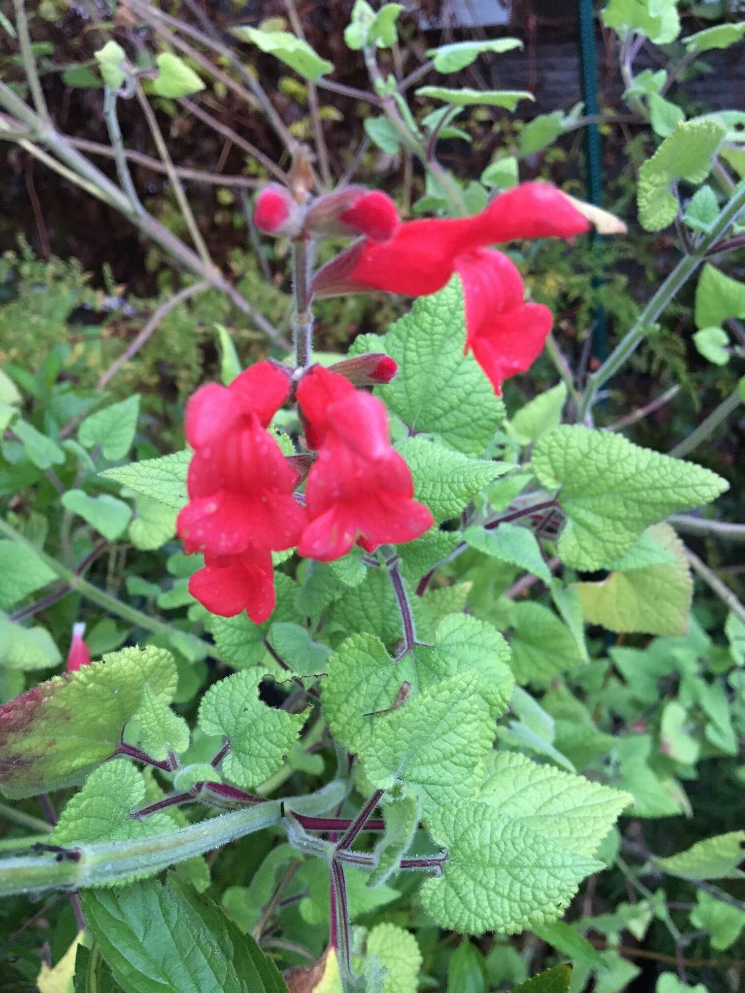 Imagem de Salvia fulgens Cav.