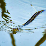 Image of Checkered Keelback Snake