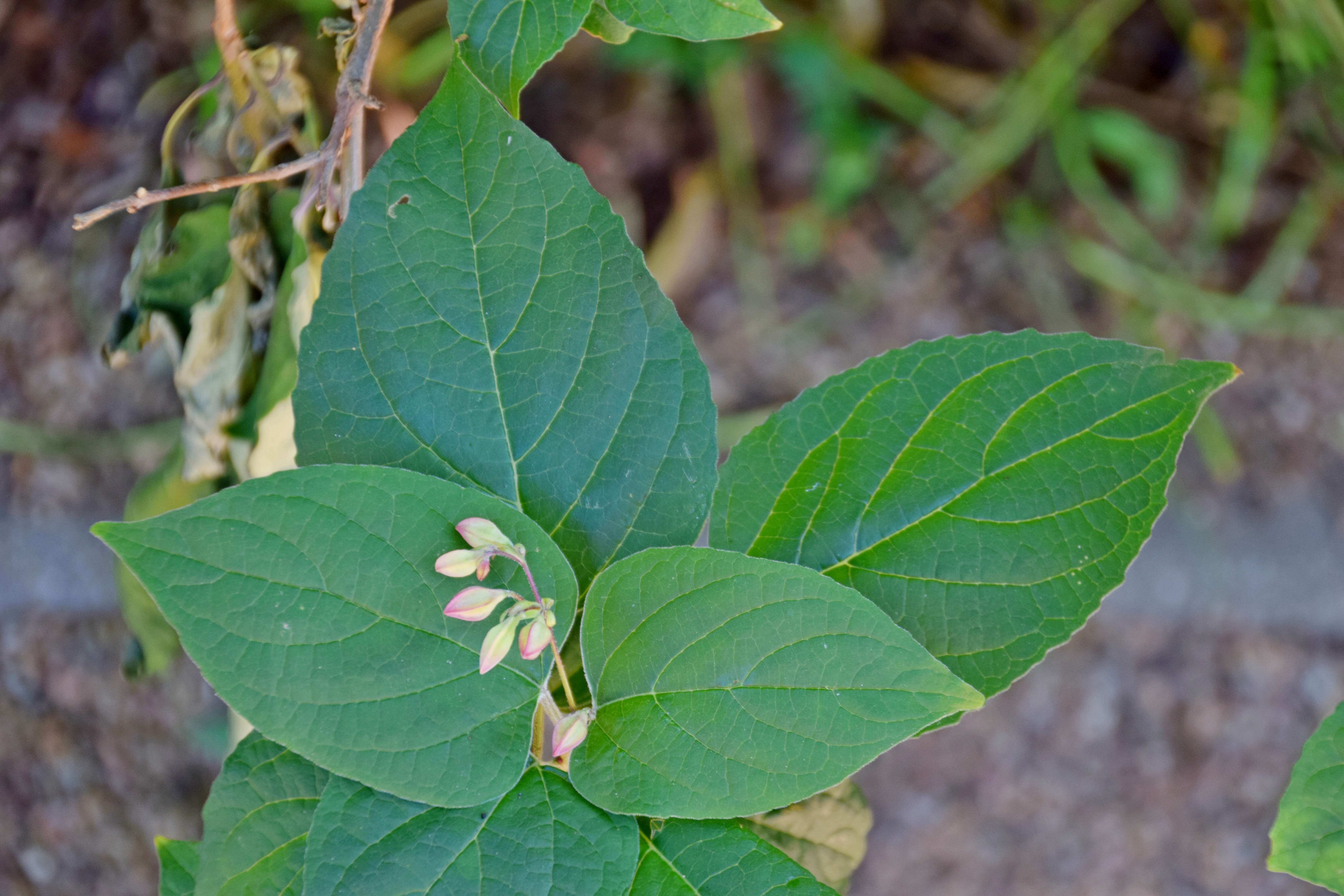 Imagem de Clerodendrum trichotomum Thunb.