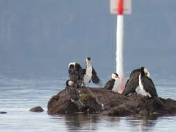 Image of Little Pied Cormorant