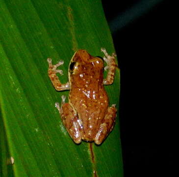 Image of Pseudophilautus asankai (Manamendra-Arachchi & Pethiyagoda 2005)