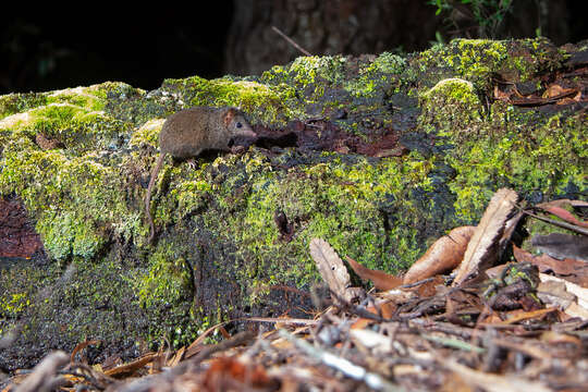 Image of Brown Antechinus