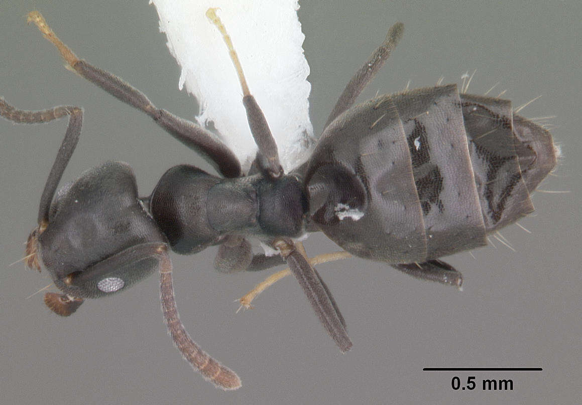 Image of Ant