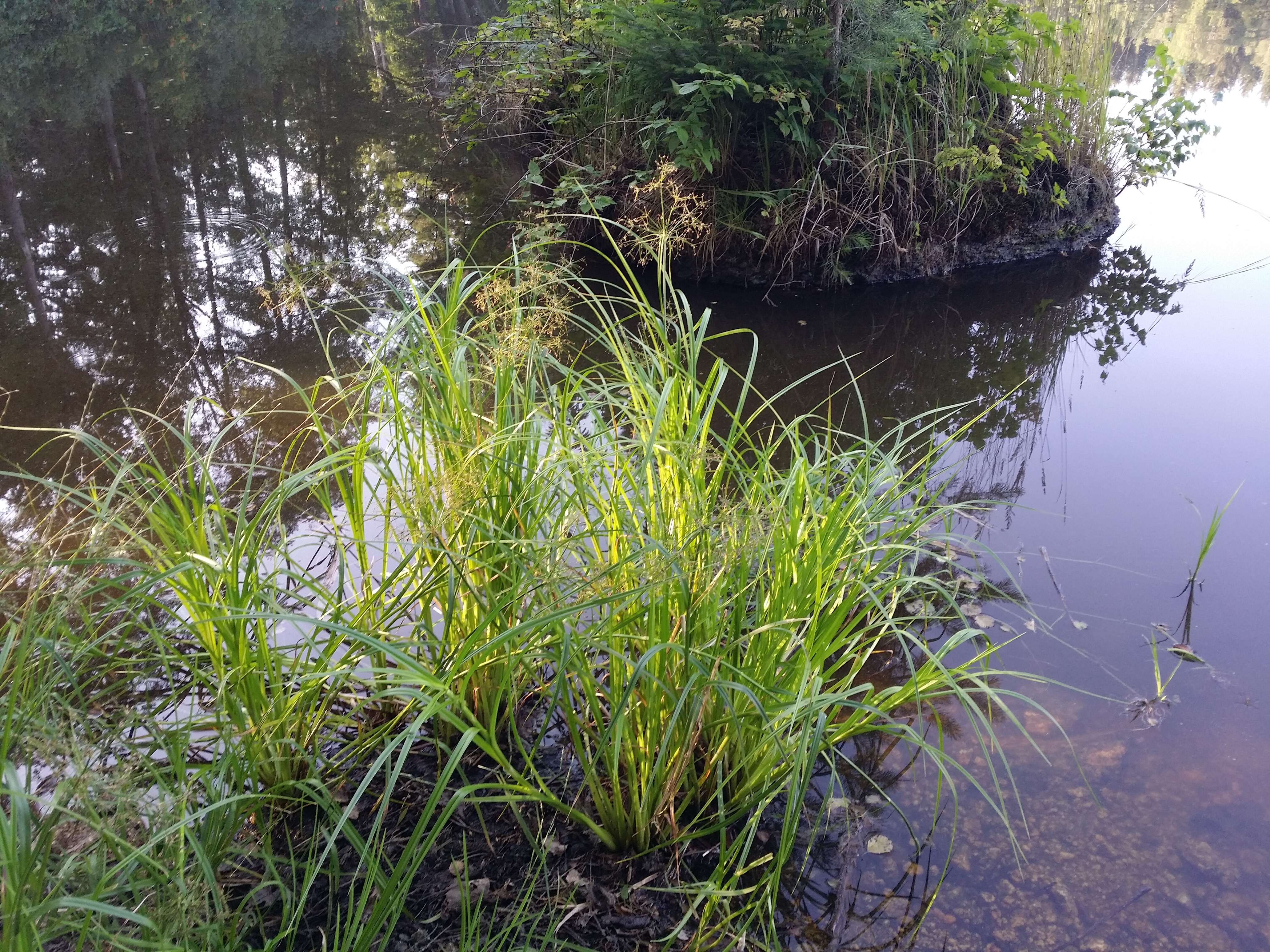 Image of Scirpus radicans Schkuhr