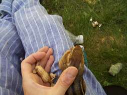 Image of Siberian Chipmunk