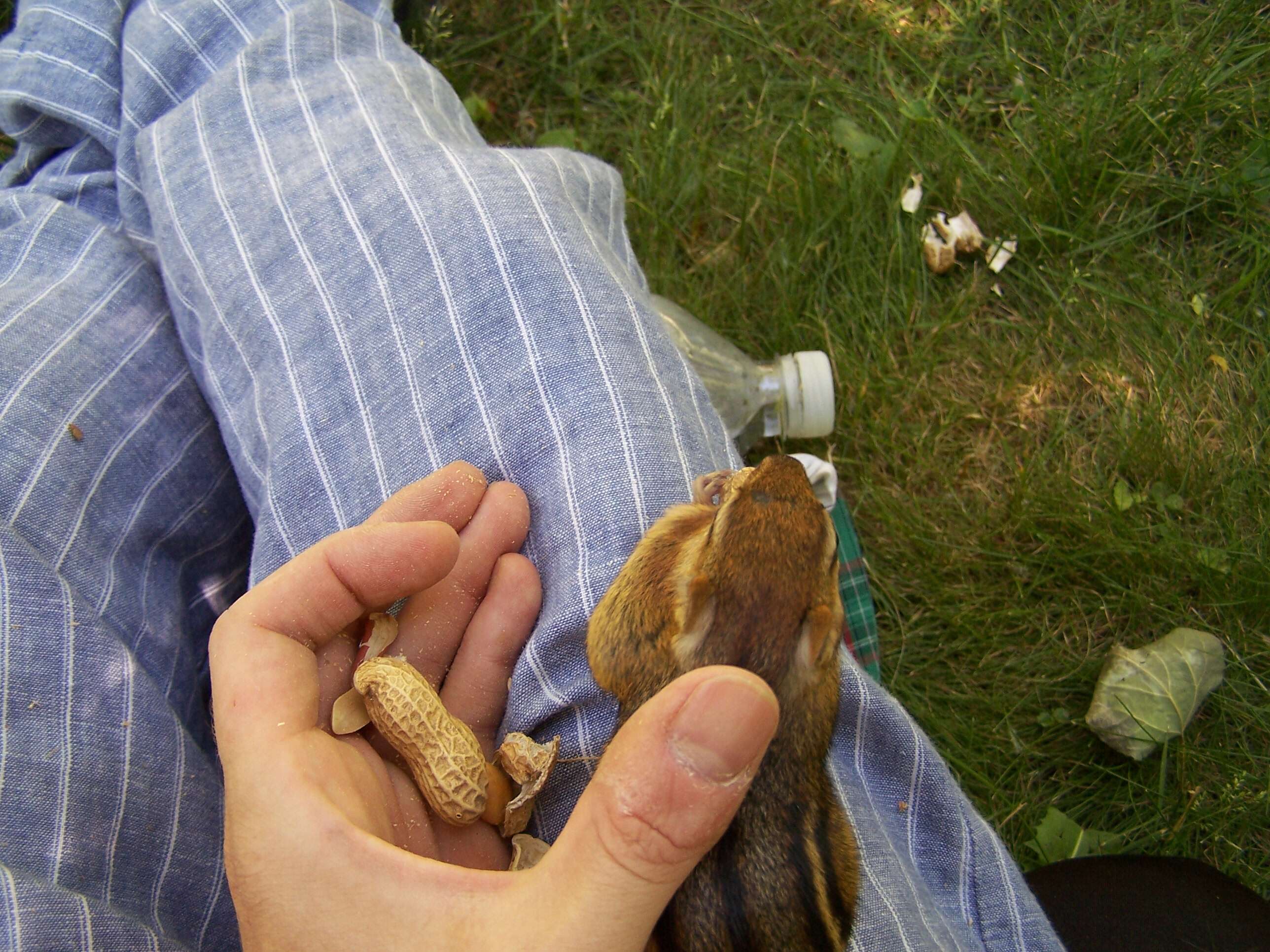 Image of Siberian Chipmunk