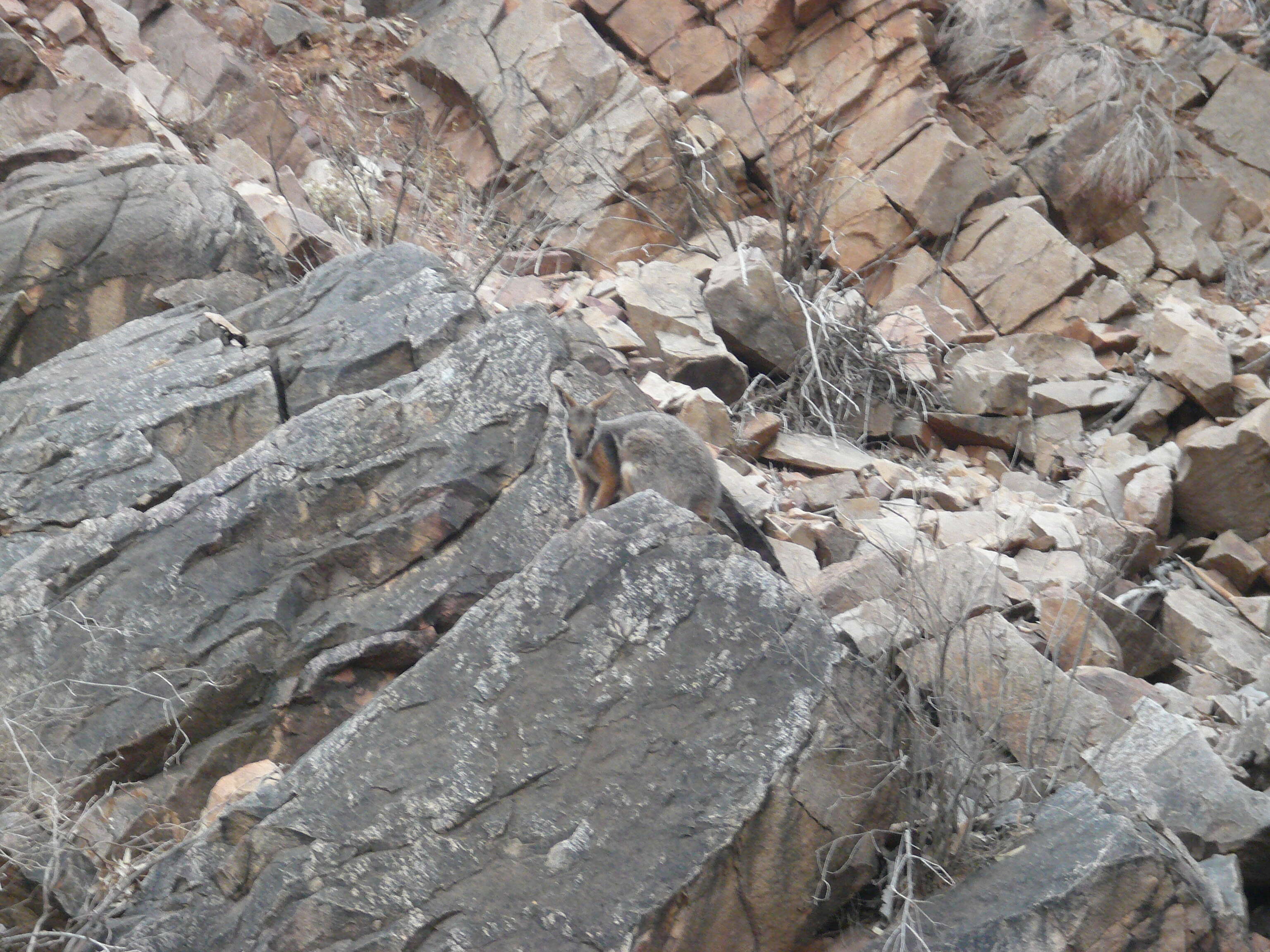 Image of Ring-tailed Rock Wallaby