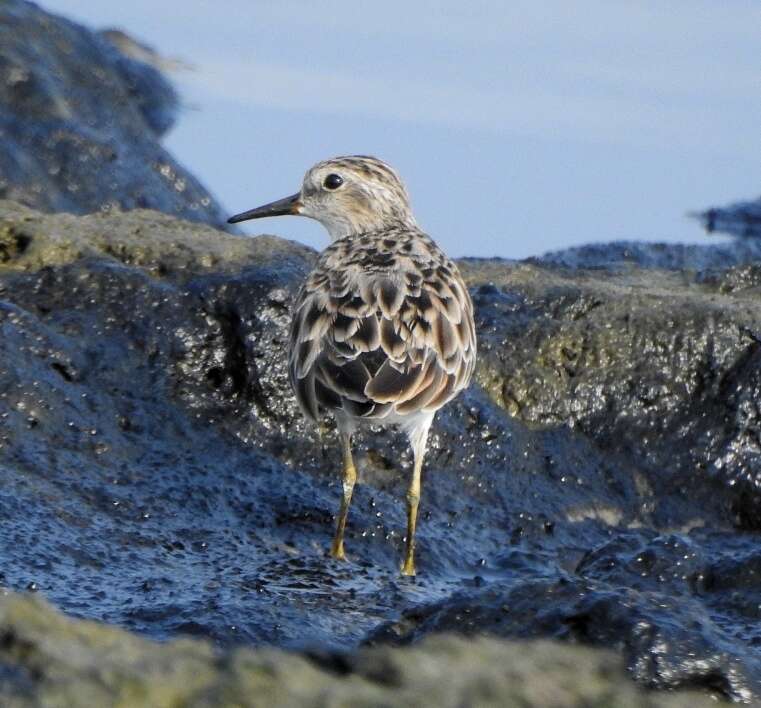 Image of Long-toed Stint