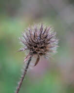 Image of small teasel