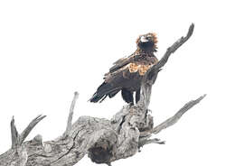 Image of Wedge-tailed Eagle